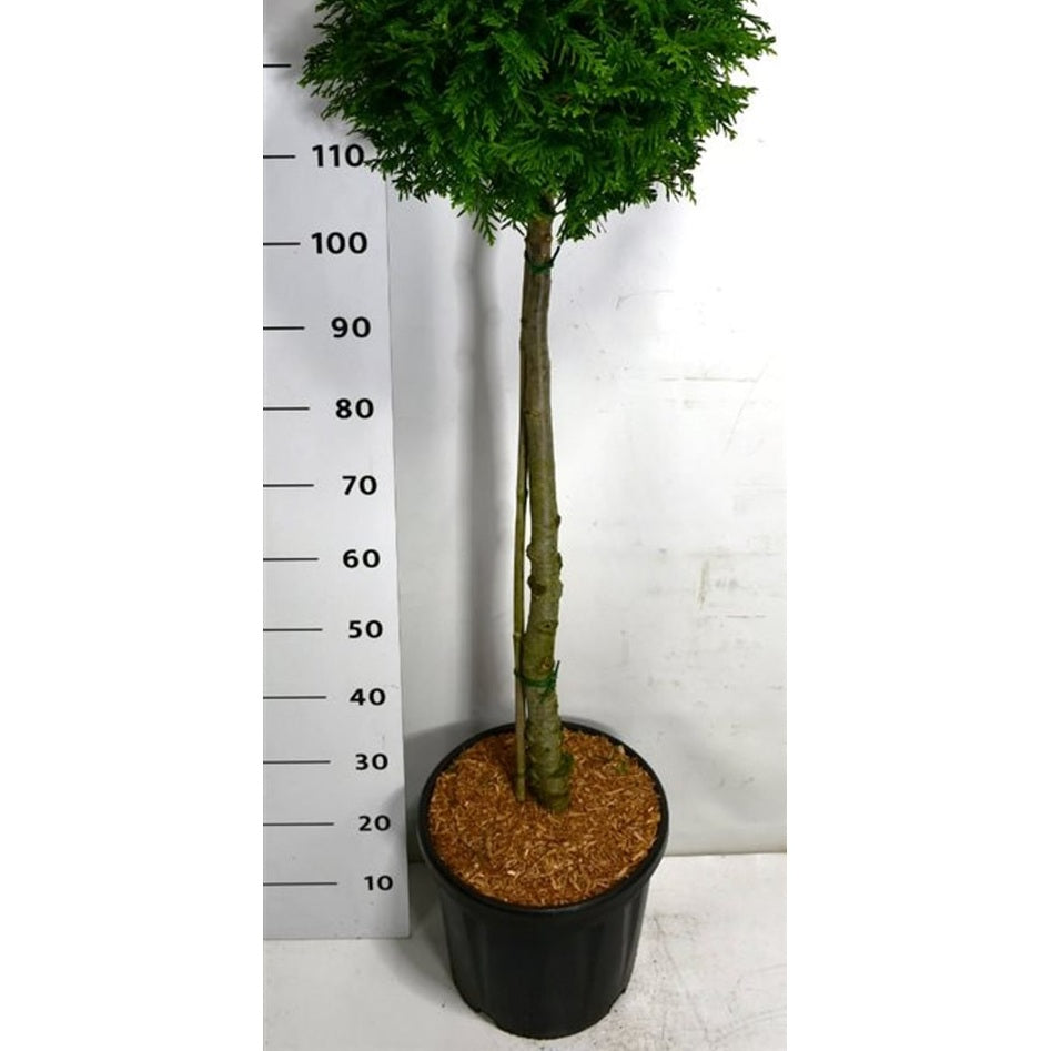 Thuja – Thuja occidentalis 'Brabant' - C18 80-90 cm. Stam